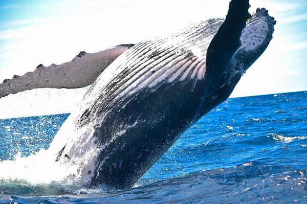 Quels sont les endroits pour observer la faune marine et les baleines en pleine mer ?